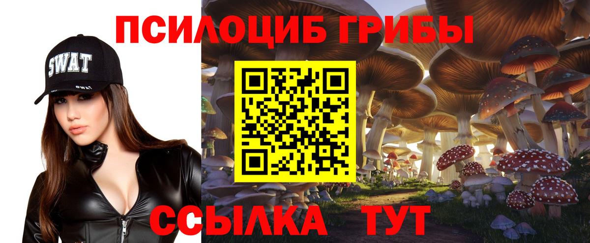Псилоцибиновые грибы Psilocybe Дальнегорск